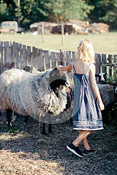 girl among a group of sheep. Sheep farm . feeding sheep