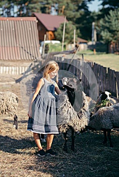 girl among a group of sheep. Sheep farm . feeding sheep