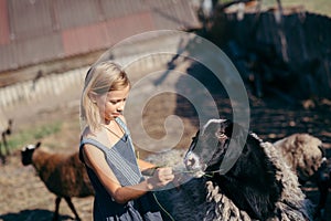 girl among a group of sheep. Sheep farm . feeding sheep