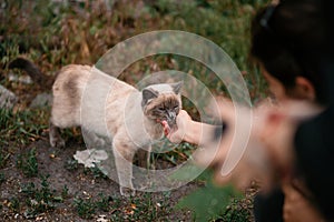 Girl hand caress wild beautiful cat with blue eyes. adoption con