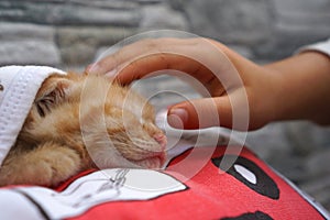 A girl hand caresses a little kitten