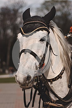 Girl hand caressing horse detail