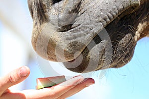 Girl hand feeding by melone and caressing muzzle of a horse