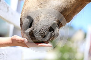 Girl hand feeding by melone and caressing muzzle of a horse