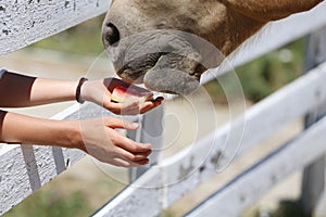 Girl hand feeding by melone and caressing muzzle of a horse