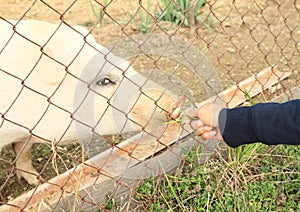 Girl hand feeding pig