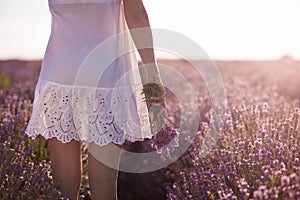 Mano posesión de fresco lavanda en lavanda 