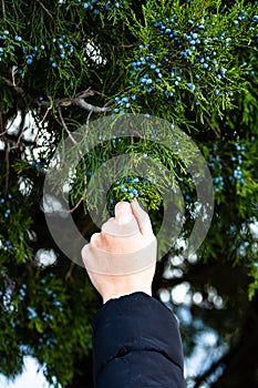 Girl hand picking some wild fruits from a tree