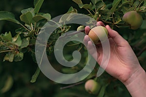 Girl hand picks a green apple fruit from a tree bush. Garden in the summer. Harvesting