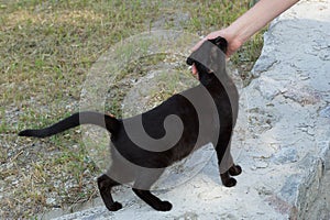 Girl hand stroking a big black cat who is standing on gray concrete