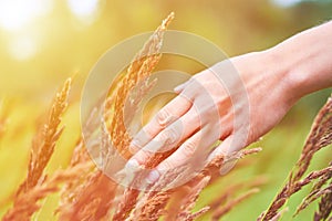 Girl hand stroking wild plants. The concept of unity with nature, purity of life