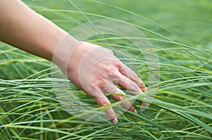 Girl hand stroking wild plants. The concept of unity with nature, purity of life