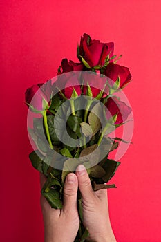 Girl hands hodling red rose