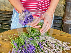 Girl hands are holding a bouquet of fresh lavender