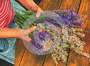Girl hands are holding a bouquet of fresh lavender