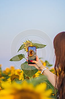 Woman take a picture of a sunflower with a mobile phone. Smartphone in the hands of a girl making a bright photo of