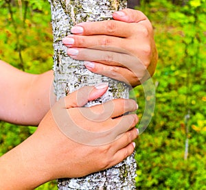 The girl hands hugging a tree trunk. To hold the birch. The concept of unity with nature. Draw strength from nature