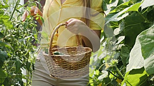 Girl with harvesting basket pick cucumber in greenhouse and show it to camera - closeup