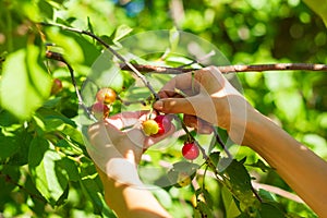 The girl harvests from the tree, branch of a cherry tree