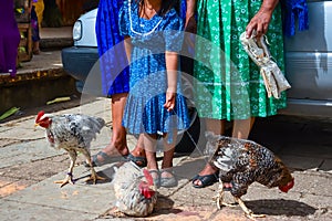 A girl has three hens tied in the street in the State of Chiapas Mexico.
