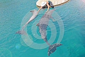 The girl in the hat strokes the dolphins and take care of them. Sunny day with playful animals, Conservation and protection