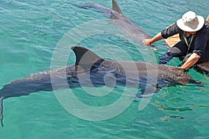 A girl in a hat stroking the dolphins that float in the sea. Conservation and protection of animals in dolphin Reef, Israel