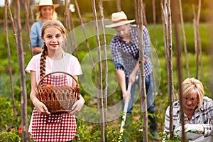 Girl helping in picking tomatoes