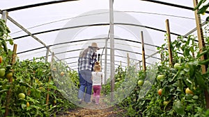 The girl helps her mother pick tomatoes in the greenhouse.
