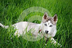 A girl and her dog husky walking in a park