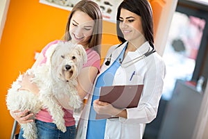 Girl with her Maltese dog and veterinarian at vet ambulant