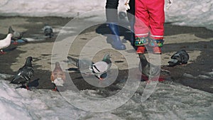 Girl and her Mother Feeds Pigeons in Early Spring