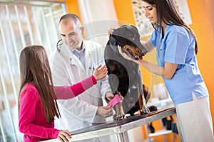 Girl with her pet Great Done dog bandaging his leg in veterinary