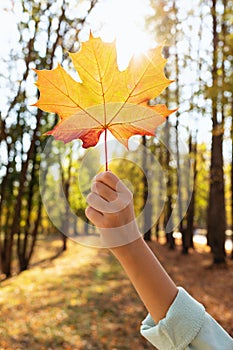 A girl in her raised hand holds an autumn maple leaf illuminated by backlit sunlight, autumn colors in the park