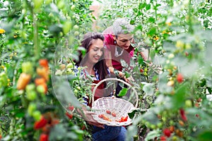 Girl hold basket with freshly picked tomatoes in garden