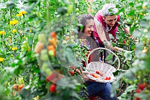 Girl hold basket with freshly picked tomatoes in garden