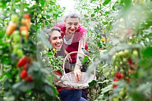 Girl hold basket with freshly picked tomatoes in garden