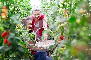 Girl hold basket with freshly picked tomatoes in garden