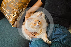 Girl hold yellow color ragdoll cat resting on dark blue sofa, the cat is lazy