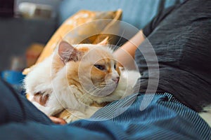 Girl hold yellow color ragdoll cat resting on dark blue sofa, the cat is tired