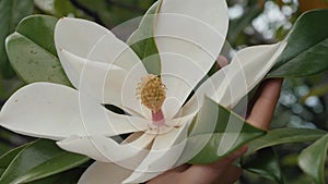 The girl is holding beautiful white magnolia flowers in her hands