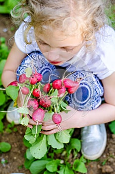 Girl holding cluster of red fresh radish in garden