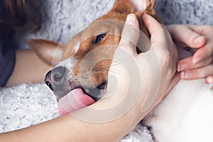 A girl holding a dog`s head. Dog licks girl`s hand