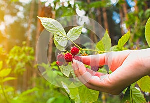 Girl holding fresh red raspberry..Berry growing in the forest. Green leaves of plants. Relaxing and travel, wanderlust concept