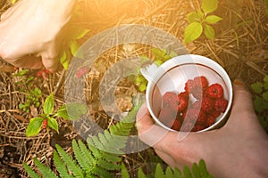 Girl holding fresh red raspberry..Fern growing in the forest. Green leaves of plants. Relaxing and travel, wanderlust concept