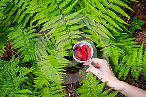 Girl holding fresh red raspberry..Fern growing in the forest. Green leaves of plants. Relaxing and travel, wanderlust concept