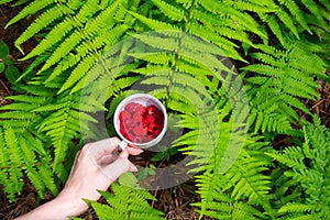 Girl holding fresh red raspberry..Fern growing in the forest. Green leaves of plants. Relaxing and travel, wanderlust concept