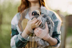 Girl holding a gray chicken in close-up on a farm in a brown apron on a sunny day