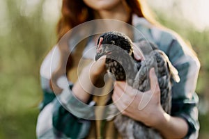 Girl holding a gray chicken in close-up on a farm in a brown apron on a sunny day