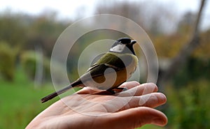 Girl holding in her hand a small bird who stunned by the window. sits him on a halloween pumpkin with a scary face. puts a great t