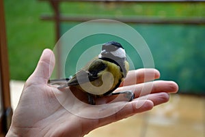 Girl holding in her hand a small bird who stunned by the window. sits him on a halloween pumpkin with a scary face. puts a great t